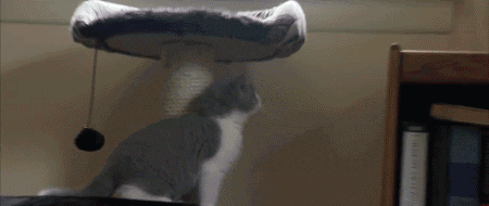 Гифка Котёнок прыгает на тумбу
