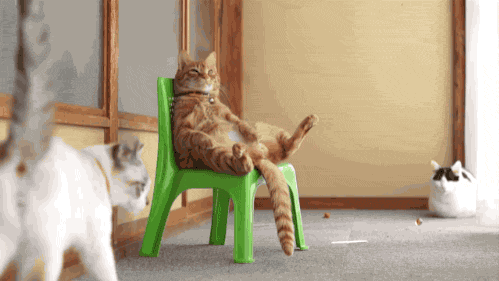 Гифка Кот восседает на зелёном стуле