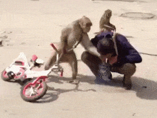 Гифка Когда попал на район к обезьянам