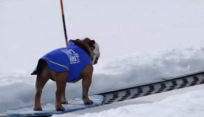 Гифка Собака на сноуборде