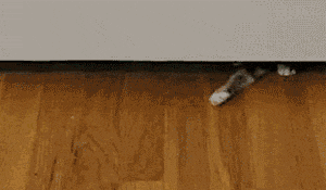 Гифка Котёнок с больной лапой пролезает под дверью