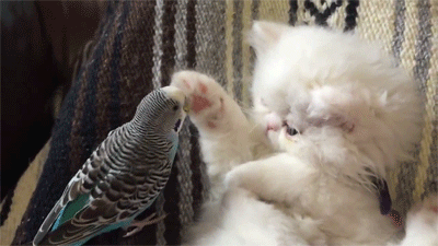 Гифка Котёнок и попугай