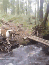 Гифка Собака перебирается через ручей