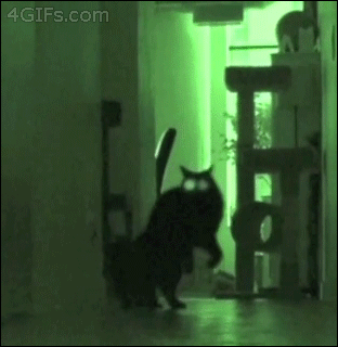 Гифка Ночной кот-призрак