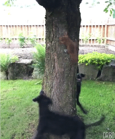 Гифка Собака преследует белку на дереве