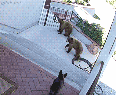 Гифка Собака прогоняет медведей с крыльца