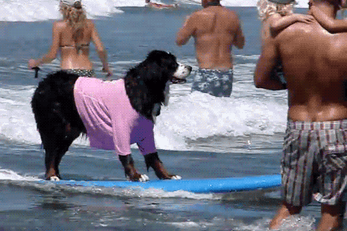 Гифка Пёс на пляже