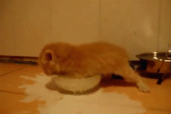 Гифка Котёнок учится пить из миски