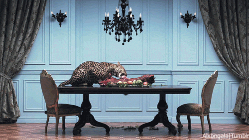 Гифка Леопарды едят за столом