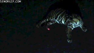 Гифка Тигр бегает за лазерной указкой