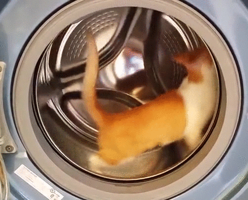 Гифка Кот в стиральной машине