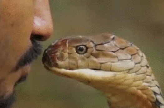 Гифка Поцелуй змеи