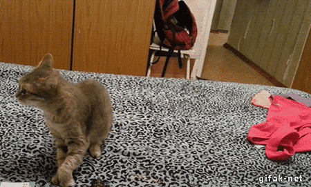 Гифка Кот испугал другого кота чиханием