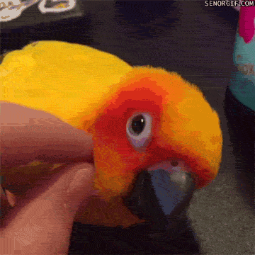 Гифка Оранжевый попугай