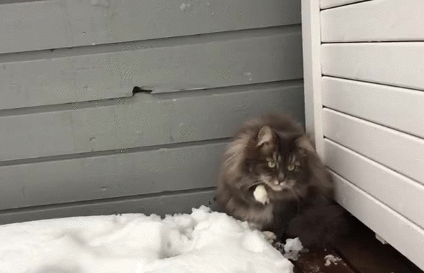 Гифка Игра в снежки с котом
