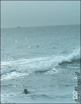 Гифка Дельфин выпрыгивает из воды