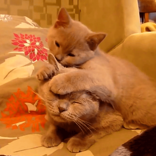 Гифка Кошки умывают друг друга