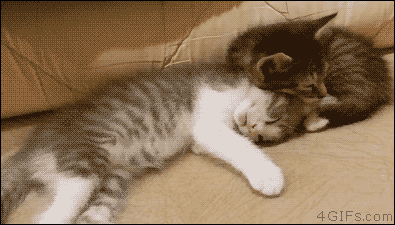Гифка Котёнок крепко спит