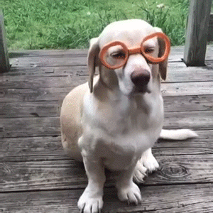 Гифка Собака в очках