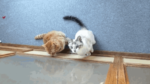 Гифка Коты штурмуют стенку