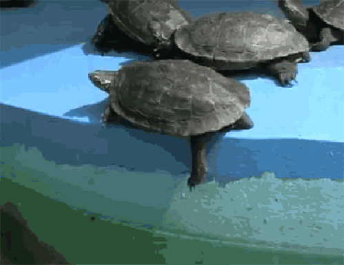 Гифка Черепаха сталкивают черепаху