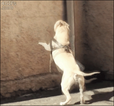 Гифка Собака бегает по стене