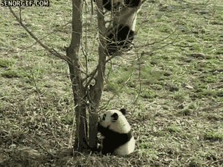 Гифка Детеныш панды спускается с дерева