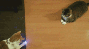 Гифка Коты играют в лазерный пинг-понг