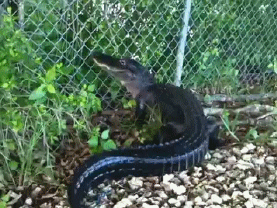 Гифка Крокодил перелезает через забор