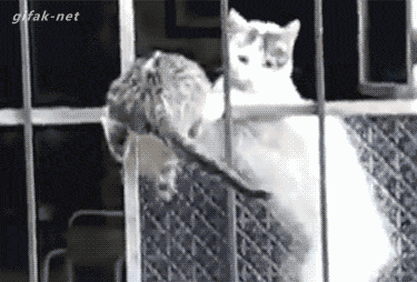 Гифка Кот подстраховывает другого кота