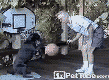 Гифка Баскетбол с собакой