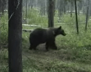 Гифка Медведь трётся об дерево