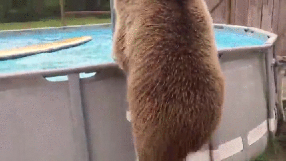 Гифка Медведь прыгает в бассейн