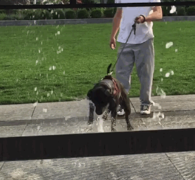 Гифка Собака и фонтан