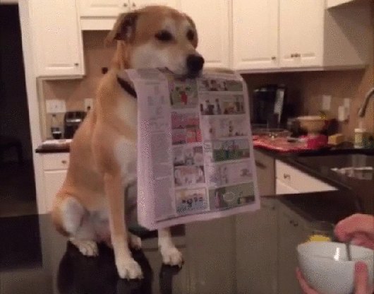 Гифка Чтение утренней прессы с собакой