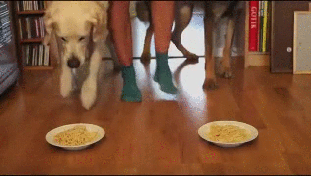 Гифка Культура еды у разных пород собак