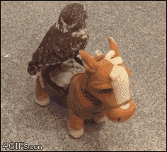 Гифка Сова верхом на игрушечной лошади