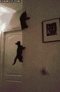 Гифка Котята лазают по стенам