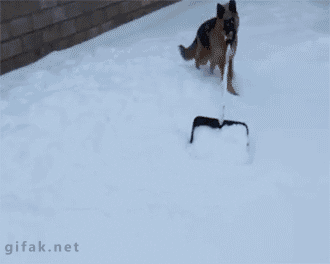 Гифка Собака убирает снег
