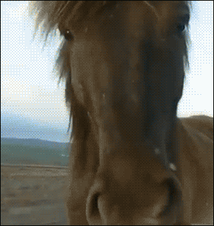 Гифка Лошадь грызёт боковое зеркало