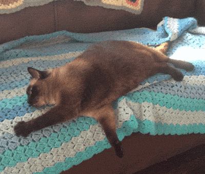 Гифка Ленивый толстый кот