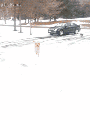 Гифка Собака ловит снежок