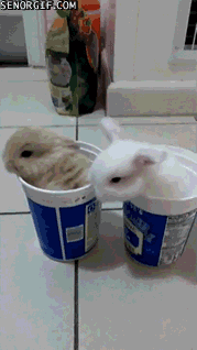 Гифка Кролики в чашках