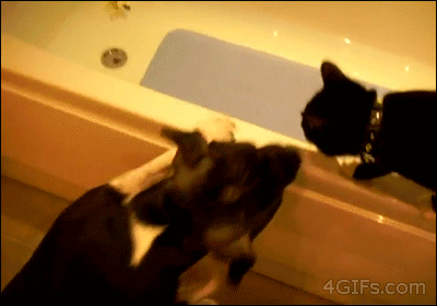 Гифка Собака сталкивает кошку в ванную