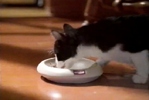 Гифка Очень голодный котёнок