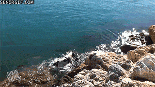 Гифка Собка плавает с дельфинами