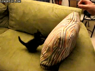 Гифка Котёнок и подушка