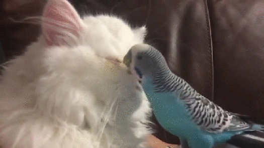 Гифка Попугай чистит глаза кошке