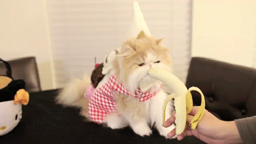 Гифка Кот ест банан