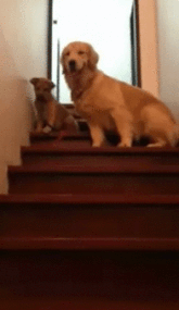 Гифка Собака заставляет щенка спуститься с лестницы